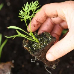 Roots Plants 58 Colourful Vegetable Plants | Eat The Rainbow All Vegetable Plants