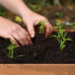 Roots Plants 10 Organic 'Early Nantes' Carrots Plants Root Vegetables