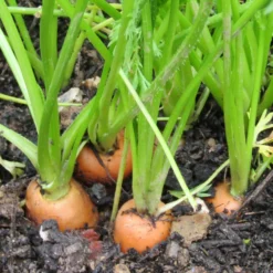 Roots Plants 58 Colourful Vegetable Plants | Eat The Rainbow All Vegetable Plants