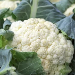 Roots Plants 10 Organic All Year Round Cauliflower Plants Brassicas & Leafy Greens