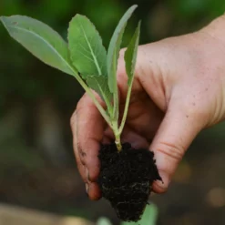 Roots Plants 10 Organic All Year Round Cauliflower Plants Brassicas & Leafy Greens