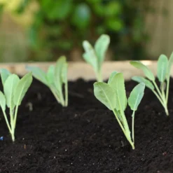 Roots Plants 10 Organic All Year Round Cauliflower Plants Brassicas & Leafy Greens