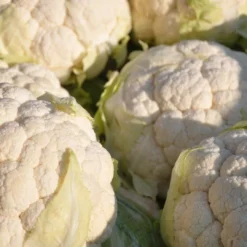 Roots Plants 10 Organic All Year Round Cauliflower Plants Brassicas & Leafy Greens