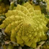 Roots Plants Brassicas & Leafy Greens 10 Organic 'Romanesco' Cauliflower Plants