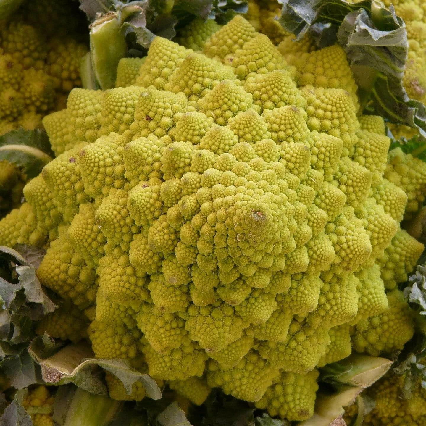 Roots Plants Brassicas & Leafy Greens 10 Organic 'Romanesco' Cauliflower Plants 3 Roots Plants Brassicas & Leafy Greens 10 Organic 'Romanesco' Cauliflower Plants