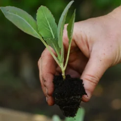 Roots Plants 58 Colourful Vegetable Plants | Eat The Rainbow All Vegetable Plants