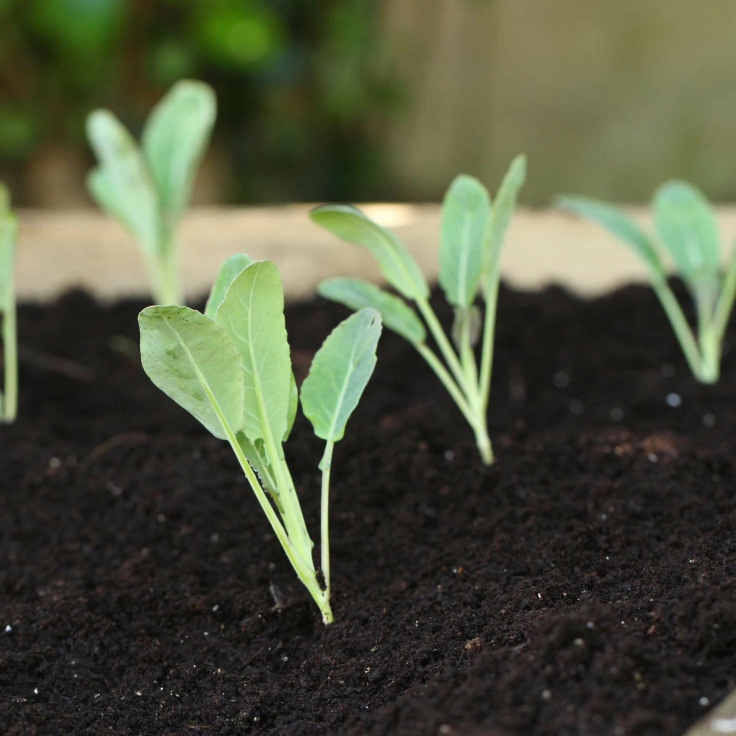 Roots Plants Brassicas & Leafy Greens 10 Organic 'Romanesco' Cauliflower Plants 5 Roots Plants Brassicas & Leafy Greens 10 Organic 'Romanesco' Cauliflower Plants