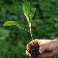 Roots Plants Brassicas & Leafy Greens 10 Organic 'Nero Di Toscana' Kale Plants