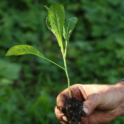 Roots Plants 41 Vegetables Plants For Pots | Tomatoes, Peppers & More 17 Roots Plants 41 Vegetables Plants For Pots | Tomatoes, Peppers & More