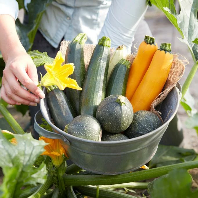 Roots Plants 12 Organic Colourful Courgette Collection Courgette Plants Courgettes 3 Roots Plants 12 Organic Colourful Courgette Collection Courgette Plants Courgettes