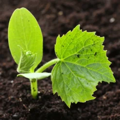 Roots Plants 3 Organic 'Crystal Lemon' Cucumber Plants Cucumbers