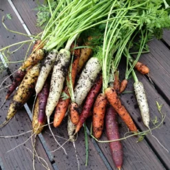 Roots Plants 10 Organic Colourful Carrot Plants Root Vegetables