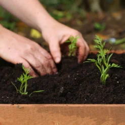 Roots Plants 10 Organic Colourful Carrot Plants Root Vegetables 11 Roots Plants 10 Organic Colourful Carrot Plants Root Vegetables