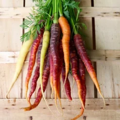 Roots Plants 10 Organic Colourful Carrot Plants Root Vegetables 10 Roots Plants 10 Organic Colourful Carrot Plants Root Vegetables
