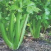 Roots Plants 10 Organic 'Green Utah' Celery Plants