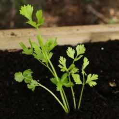 Roots Plants 10 Organic 'Green Utah' Celery Plants