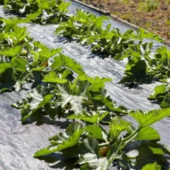 Roots Plants 3 Organic 'Atena Polka' Yellow Courgette Plants Courgettes