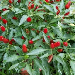 Roots Plants 3 Organic 'Birds Eye' Chilli Plants Chillies & Sweet Peppers