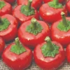 Roots Plants 3 Organic 'Cherry Bomb' Chilli Plants Chillies & Sweet Peppers