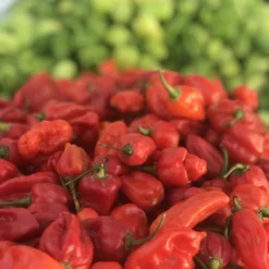 Roots Plants 3 Organic 'Scotch Bonnet Red' Chilli Plants