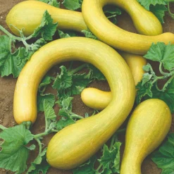 Roots Plants All Vegetable Plants 41 Organic Unusual Vegetable Plants