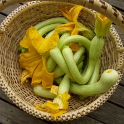 Roots Plants Courgettes 3 Organic 'Tromboncino Albenga' Courgette Plants