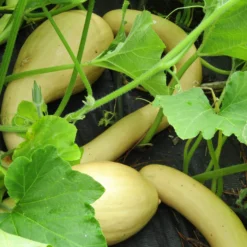 Roots Plants Courgettes 3 Organic 'Tromboncino Albenga' Courgette Plants