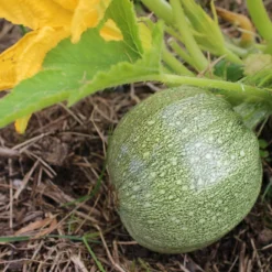 Roots Plants Courgettes 3 Organic 'Tondo Chiaro Di Nizza' Courgette Plants 10 Roots Plants Courgettes 3 Organic 'Tondo Chiaro Di Nizza' Courgette Plants