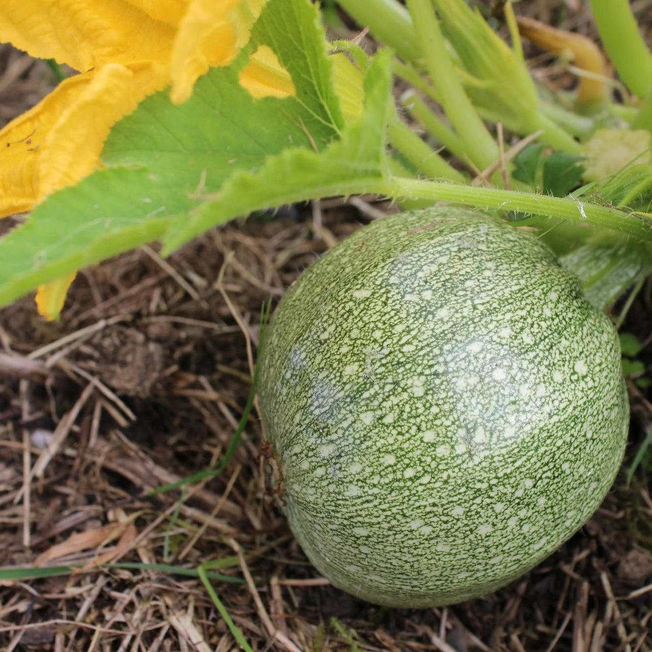 Roots Plants Courgettes 3 Organic 'Tondo Chiaro Di Nizza' Courgette Plants 5 Roots Plants Courgettes 3 Organic 'Tondo Chiaro Di Nizza' Courgette Plants