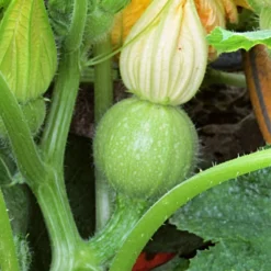 Roots Plants Courgettes 3 Organic 'Tondo Chiaro Di Nizza' Courgette Plants 11 Roots Plants Courgettes 3 Organic 'Tondo Chiaro Di Nizza' Courgette Plants