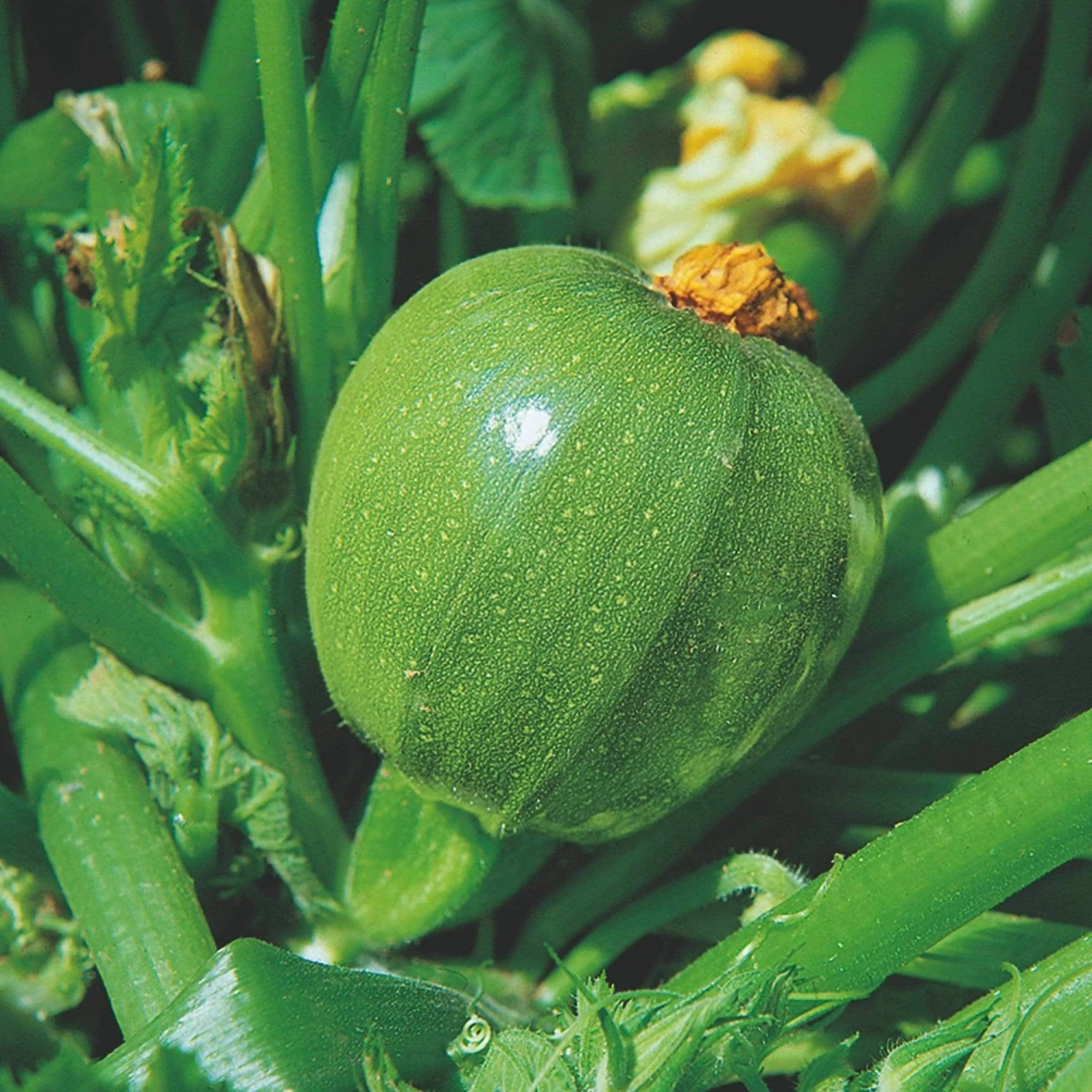 Roots Plants Courgettes 3 Organic 'Tondo Chiaro Di Nizza' Courgette Plants 7 Roots Plants Courgettes 3 Organic 'Tondo Chiaro Di Nizza' Courgette Plants