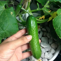 Roots Plants 3 Organic 'Marketmore' Cucumber Plants