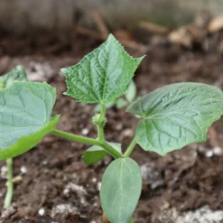 Roots Plants 3 Organic 'Marketmore' Cucumber Plants