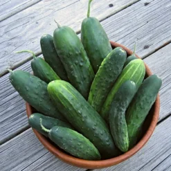 Roots Plants 3 Organic 'Marketmore' Cucumber Plants