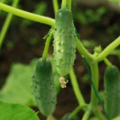 Roots Plants 3 Organic 'Marketmore' Cucumber Plants