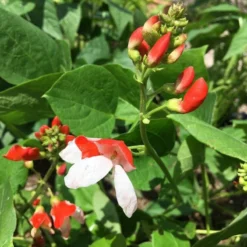 Roots Plants Peas & Beans 5 Organic 'Hestia' Dwarf Runner Bean Plants 7 Roots Plants Peas & Beans 5 Organic 'Hestia' Dwarf Runner Bean Plants