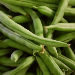 Roots Plants Peas & Beans 5 Organic 'Hestia' Dwarf Runner Bean Plants