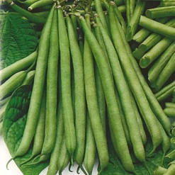 Roots Plants 10 Organic 'Tendergreen' Dwarf French Green Bean Plants 13 Roots Plants 10 Organic 'Tendergreen' Dwarf French Green Bean Plants