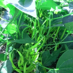 Roots Plants 10 Organic 'Tendergreen' Dwarf French Green Bean Plants 10 Roots Plants 10 Organic 'Tendergreen' Dwarf French Green Bean Plants