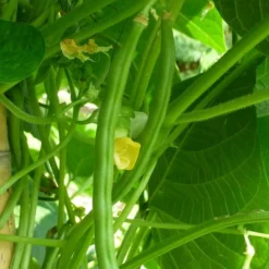 Roots Plants 10 Organic 'Tendergreen' Dwarf French Green Bean Plants