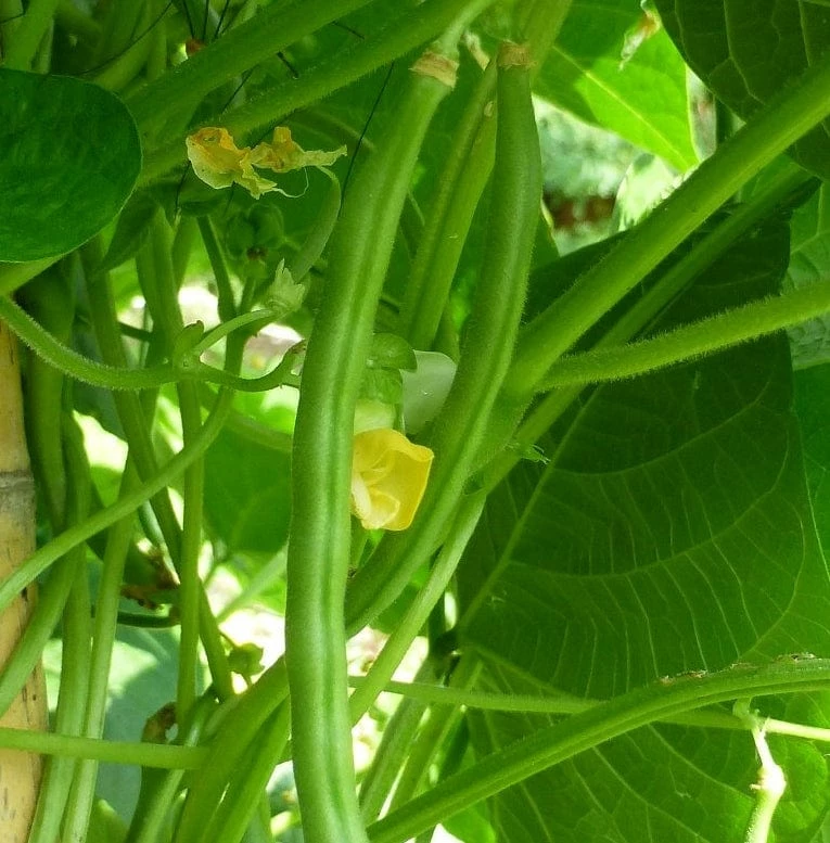 Roots Plants 10 Organic 'Tendergreen' Dwarf French Green Bean Plants 4 Roots Plants 10 Organic 'Tendergreen' Dwarf French Green Bean Plants