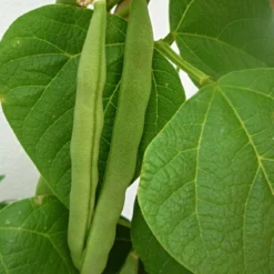 Roots Plants 10 Organic 'Tendergreen' Dwarf French Green Bean Plants 12 Roots Plants 10 Organic 'Tendergreen' Dwarf French Green Bean Plants