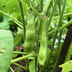 Roots Plants 10 Organic Edamame Bean Plants Peas & Beans