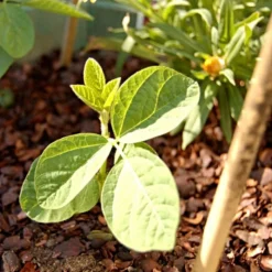 Roots Plants 10 Organic Edamame Bean Plants Peas & Beans