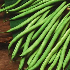 Roots Plants 10 Organic 'Blue Lake' French Climbing Bean Plants