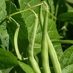 Roots Plants 20 Best French Bean Plants Collection | Growers Choice