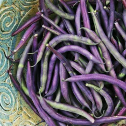 Roots Plants 10 Organic 'Cosse Violette' French Climbing Bean Plants Peas & Beans