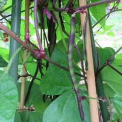Roots Plants 10 Organic 'Cosse Violette' French Climbing Bean Plants Peas & Beans