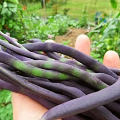 Roots Plants 10 Organic 'Cosse Violette' French Climbing Bean Plants Peas & Beans