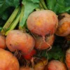 Roots Plants 10 Organic 'Golden Boldor' Beetroot Plants